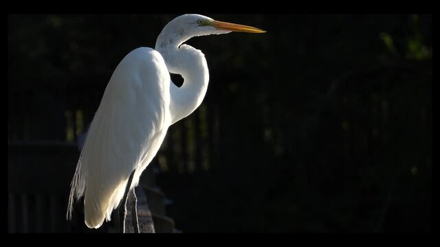 Great White Egret, watching the pond water for fish, hunting in the late afternoon sun on west coast of Florida; spots something in water and dives.