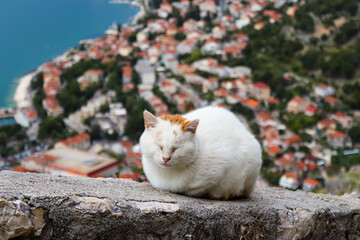 A white cat with red spots sleeps peacefully on the ancient wall of a fortress in the old town of Kotor. Montenegro. Balkans. Bay of Kotor.