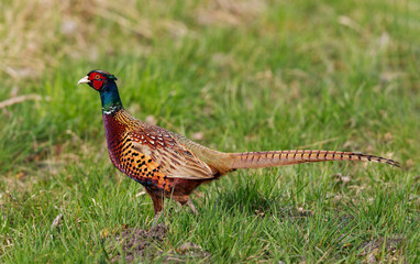 Ein stolzer Fasan, der seitlich auf einer saftig grünen Wiese steht.