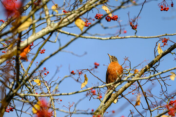 Fall abundance, cheerful robin perched in tree and eating red berries on a sunny day
