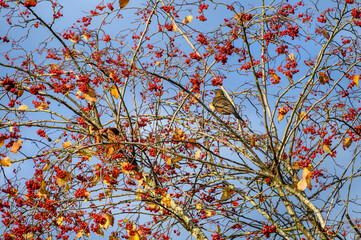 Fall abundance, cheerful robin perched in tree and eating red berries on a sunny day
