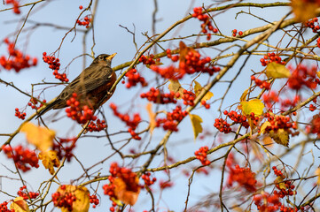 Fall abundance, cheerful robin perched in tree and eating red berries on a sunny day
