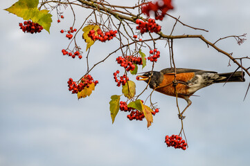 Fall abundance, cheerful robin perched in tree and eating red berries on a sunny day
