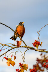 Fall abundance, cheerful robin perched in tree and eating red berries on a sunny day
