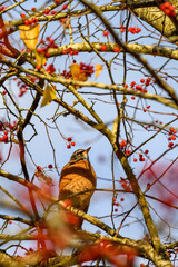 Fall abundance, cheerful robin perched in tree and eating red berries on a sunny day
