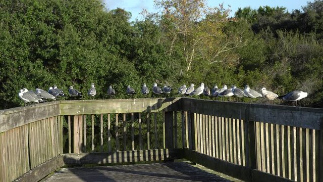 Flock of Gulls sitting on railing of wooden dock with trees in background; tropical pond west coast of Florida--late afternoon light