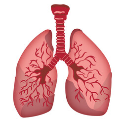 Illustration of human lungs on white background