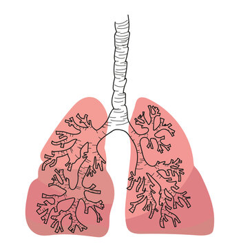 Illustration of human lungs on white background