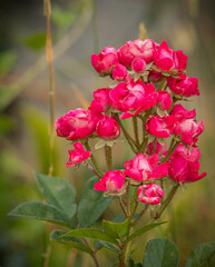 colored flower in the garden