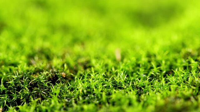 Macro plan green moss. Moss is bright green and glows with light from direct sunlight.