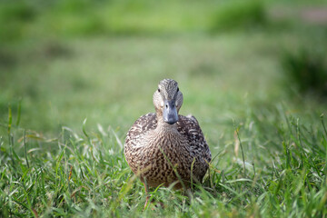 A young wild duck walks in the park on the grass and looks at the camera. close-up