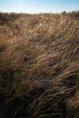 Waving seagrasses grow over the sand dunes. Autumn landscape on the coastal cliff on Cape Cod, Massachusetts.