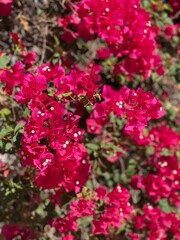 pink flowers in the garden