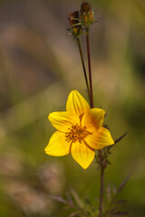 Flora del estado de México, Flor amarilla de seis pétalos - plantas curativas