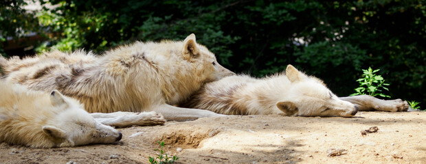 Resting white wolf near the pack.