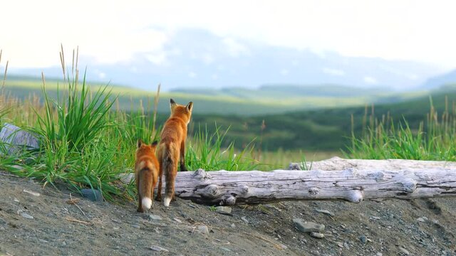 Foxes Play on the Beach at Mcneil River Sanctuary Alaska