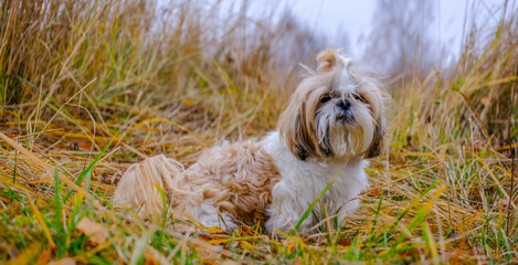shih tzu dog is sitting in the autumn grass