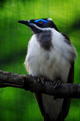 Blue-faced Honeyeater - bird living in captivity and sitting on a branch.