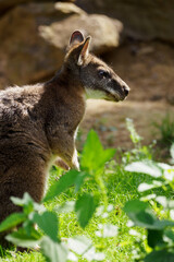 Sitting little kangaroo outdoors in nature.
