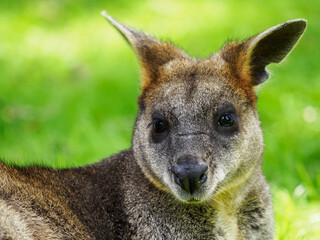 Portrait of a tiny kangaroo with grass in the background.