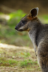 Sitting little kangaroo outdoors in nature.