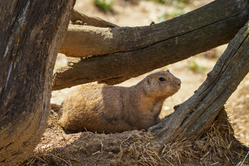 Black-tailed prairie dog outdoors in nature.
