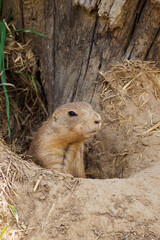 Naklejka na ściany i meble Black-tailed prairie dog peeking out of the burrow.