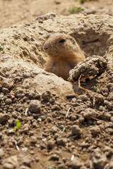 Black-tailed prairie dog peeking out of the burrow.