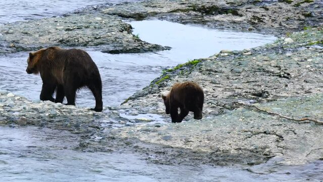 Female Grizzly Bear Walks along the Riverside with Cubs Following