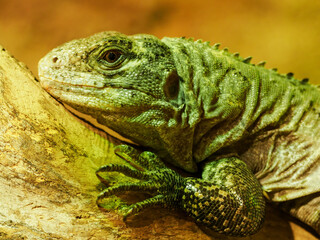 Mangorean iguana on a branch trunk.