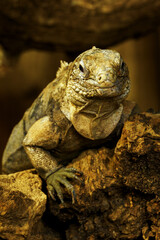 Obraz premium Portrait of an iguana lizard on a stone. 