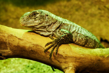 Mangorean iguana on a branch trunk.
