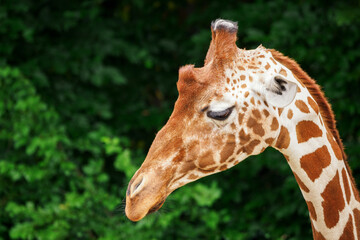 Close-up of a giraffe's head in nature.