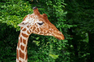 Close-up of a giraffe's head in nature.