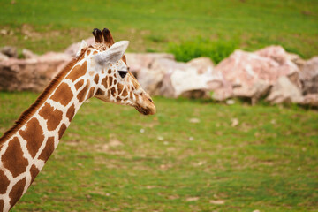Close-up of a giraffe's head in nature.