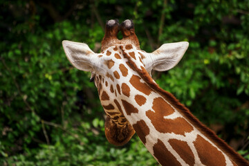 The back of a giraffe head.