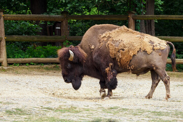 Adult bison outside in the corral. © lapis2380