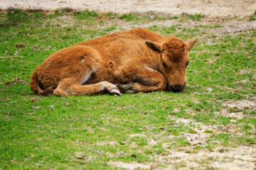 Lying bison cub in nature.