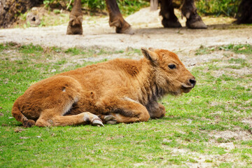 Lying bison cub in nature.