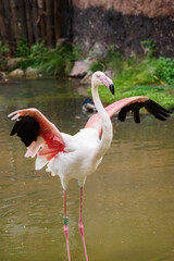 White flamingo in captivity with clipped wings standing in a pond.