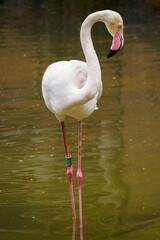 White flamingo standing in the pond.