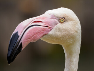 White flamingo - portrait on head.