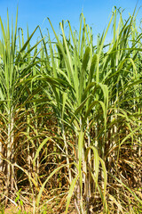 Sugar cane plantation crops in green, Tropical tree plant sugar cane leaves of the green fields nature agricultural farm, sugarcane plant in blue sky