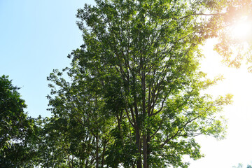 Neem tree The sun brightly shines through tree sunlight Fresh green tree neem leaves plant growing...