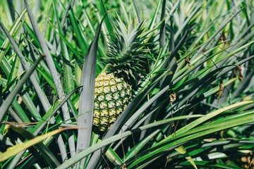 Pineapple fruit on tree, pineapple plantation tropical fruit growing in a farm agriculture