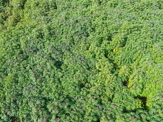 Top view cassava leaves from above of crops in green, Bird's eye view tropical tree plant, Aerial view of the cassava plantation green fields nature agricultural farm background