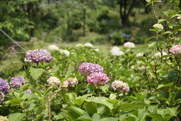 あじさい