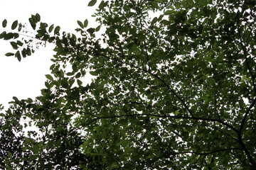 木陰