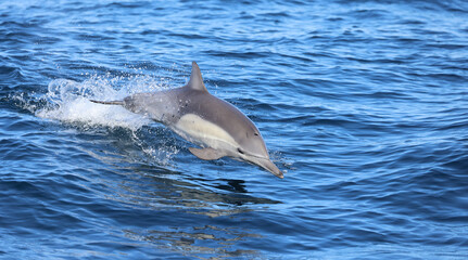 Naklejka premium dolphin jumping out of water