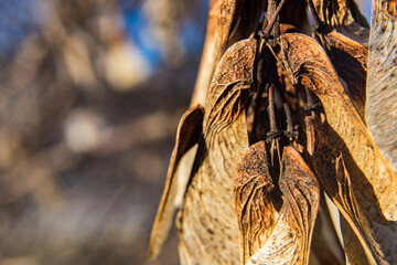 dried oak seed